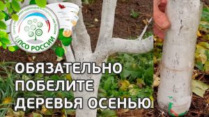 Побелка деревьев. Зачем белить деревья.