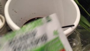 Не могу, когда орхидея растёт в непрозрачном горшке.... Пересадим, рассмотрим Maxillaria ...)))