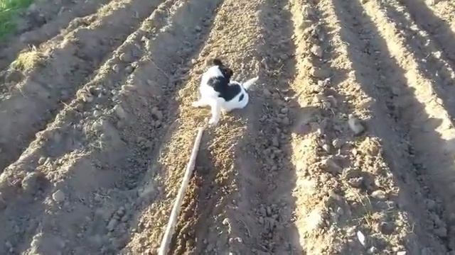 Подготовка и посадка лука севка ( сроки ) смотреть онлайн