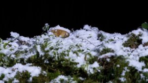 Как растут ГРИБЫ/ТАЙМЛАПС#грибы#какрастутгрибы#грибочки #еленаивиорел