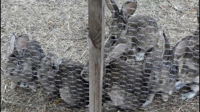 Рожаем по графику.Поймать хомяка.