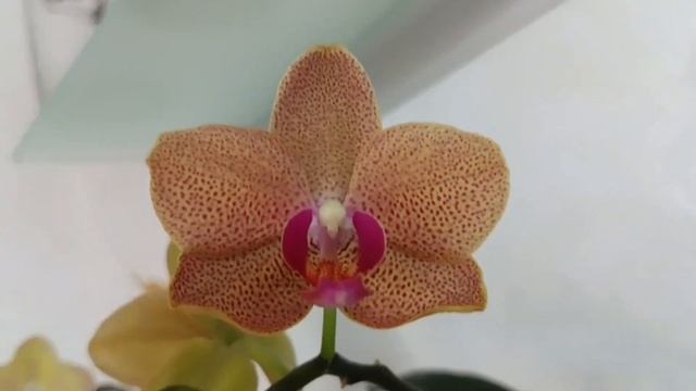 Грунт для орхидеи . Какой выбрать ? смотреть онлайн