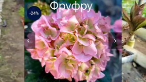 Обзор сортов гортензии крупнолистной полученной из Европы в феврале