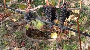 @Виноград Джой кишмиш  Неукрывной виноград для Полтавы, без ГК