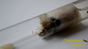 Lasius flavus - колония с нуля за 6 месяцев. Муравьиная ферма.Colony from scratch in 6 months