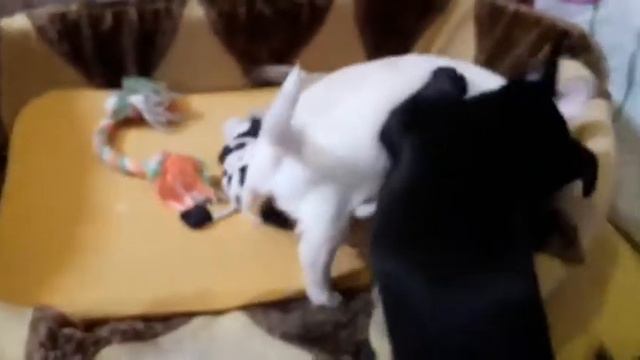 Мальчик чихуахуа продается