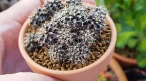 Gymnocalycium Hybrid Cactus 1 Year Plus Seedlings