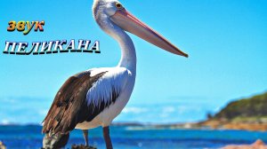 Звуки Пеликана | Какие звуки издают пеликаны? | Звуки птиц