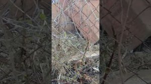 Жги на корню,или борьба с растением по имени Хмель