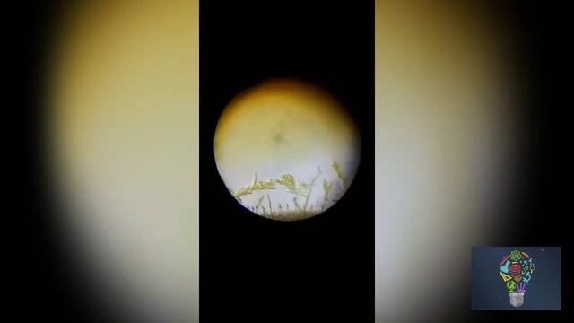 Кристаллизация К2Сr2O7 (дихромата калия) смотреть онлайн