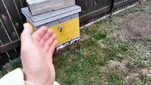 пчёлы висят бородой какие причины