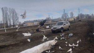 Николаевские голуби Самара