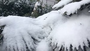 Hardy palms in snow - zone 7 garden