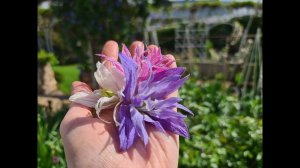 Цветение РАННИХ сортов КЛЕМАТИСОВ. Клематисы 1 группы. Княжики.