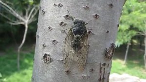 Звук цикады.AVI.mp4