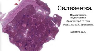 Селезенка. Нормальная гистология