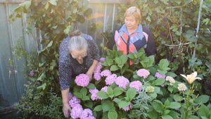 Как вырастить розовую гортензию? Советы Садории.