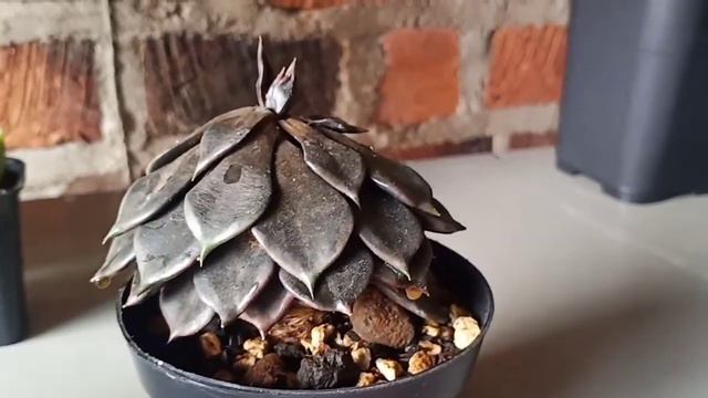 Sukulen Echeveria Black Prince Busuk & Mati Hitungan Jam смотреть онлайн
