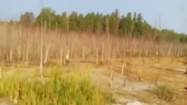 Разлив нефти в Югре