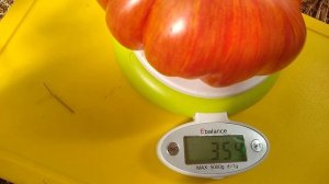 Томат-Радужный джаз 👍👍👍