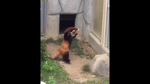 Прикол. Красная панда увидела камень: «А кто это сделал?» О_о смотреть онлайн
