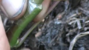 Зеленые прививки винограда - как и когда делать www.vinograd-kriulya.com