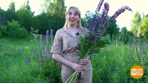 Сорняки - полезные и не очень. Доброе утро. Суббота. Фрагмент выпуска от 03.07.2021