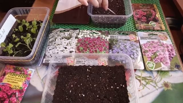 28 февраля 2020 г Посев петунии Сферика смотреть онлайн