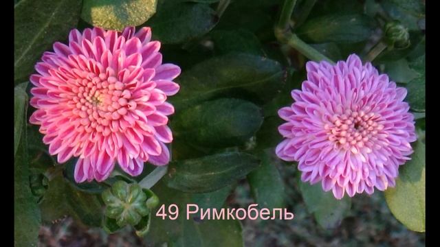 Мои ранние хризантемы