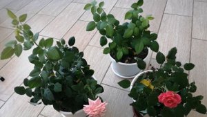 Мои РОЗЫ КОРДАНА  - ИСТОРИЯ!!!