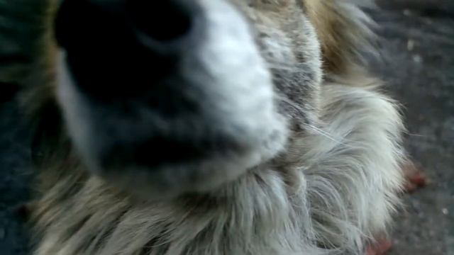 Дуся самая умная собака в мире!!! смотреть онлайн