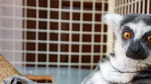 Влог зоопарк - мир обезьян и попугаев