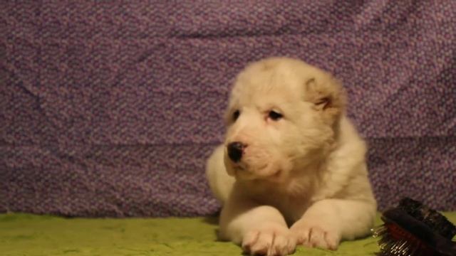 АЛАБАЙ ЩЕНКИ В ИРКУТСКЕ смотреть онлайн