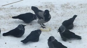 Галки и серые вороны.