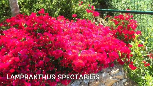 Lampranthus spectabilis. Garden Center online Costa Brava - Girona. смотреть онлайн