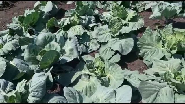 Капуста после обработки от болезней и вредителей. смотреть онлайн