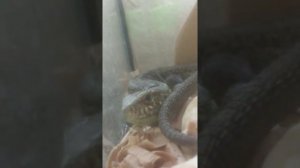 Что нужно ящерице? ?Содержание прыткых ящериц в домашних условиях!