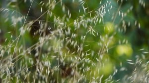 "Синий май. Заревая теплынь...", А.С.Есенин. Читает Итса Окура Профит Мель Жюстис (Конго)