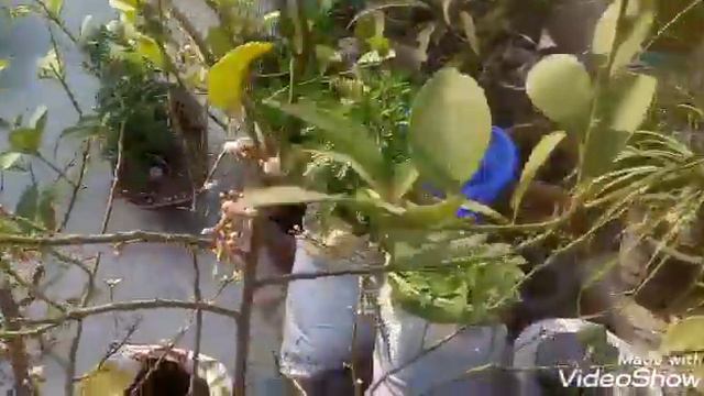 1172 -Spring me pot & bag me lage Lemon plant me dalen ye fertilizer , fruit set kaise kren (Hindi) смотреть онлайн