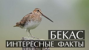 Бекас. Интересные факты