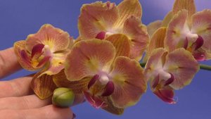 Дебютное цветение "орхо-бабочек"(Phal. Fuller's Gold Stripe '458' , Phal. Sogo Diamond)