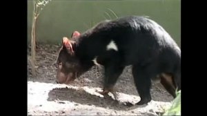 Дьявол тасманийский – Sarcophilus harrisii - Тасманійський диявол - Tasmanian devil