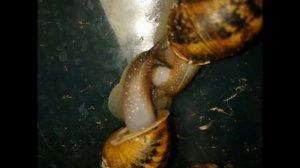 Улиточная ферма в Беларуси. Улиточный бизнес. Репродукция улиток сезон 2020.