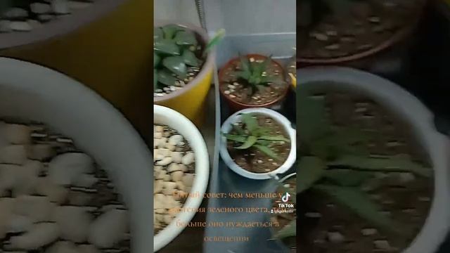 Пять советов по комнатному растениеводству. смотреть онлайн