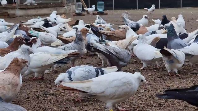 Питомник голубей Сергея Петровича Sergey Petrovich's pigeon nursery смотреть онлайн