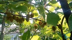 Актинидия самоопыляемая сорт "Дженни". Киви мохнатый-выращивание в открытом грунте |Actinidia"Jenny
