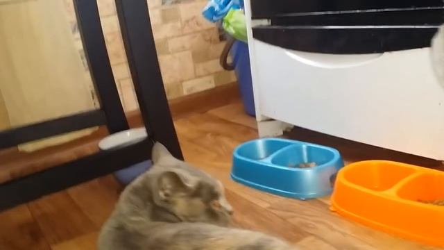 Делаем котят.... Вязка породистых кошек смотреть онлайн