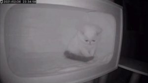Котенок плачет под скрипку?