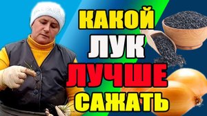 Какой лук лучше сажать, лук севок или чернушку.