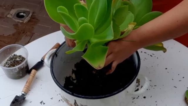 Como y Cuando TRASPLANTAR suculentas смотреть онлайн